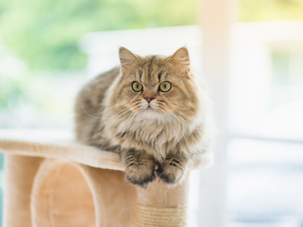 Gato persa deitado em um arranhador para gatos em um ambiente aberto 