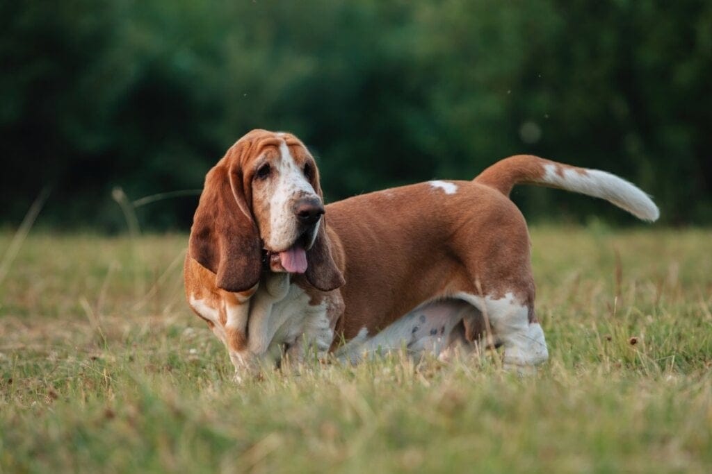 Cachorro da raça basset hound andando na grama alta 