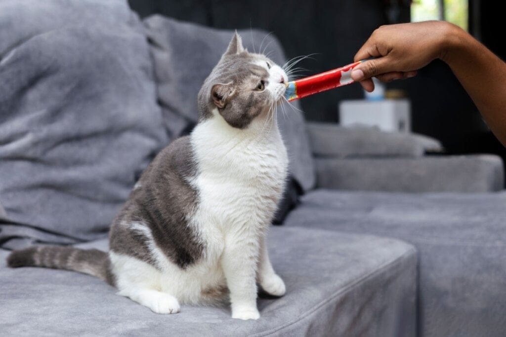 Gato sentado no sofá comendo petisco