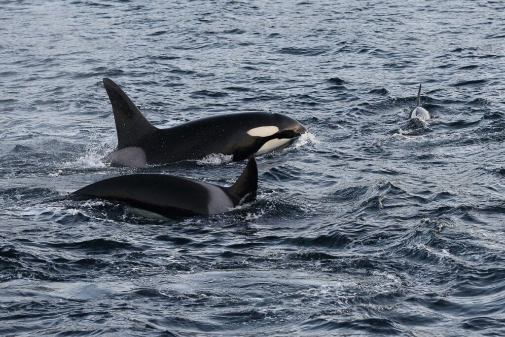 três orcas nadando na água. uma aparece a cabeça. as outras aparecem apenas partes do corpo