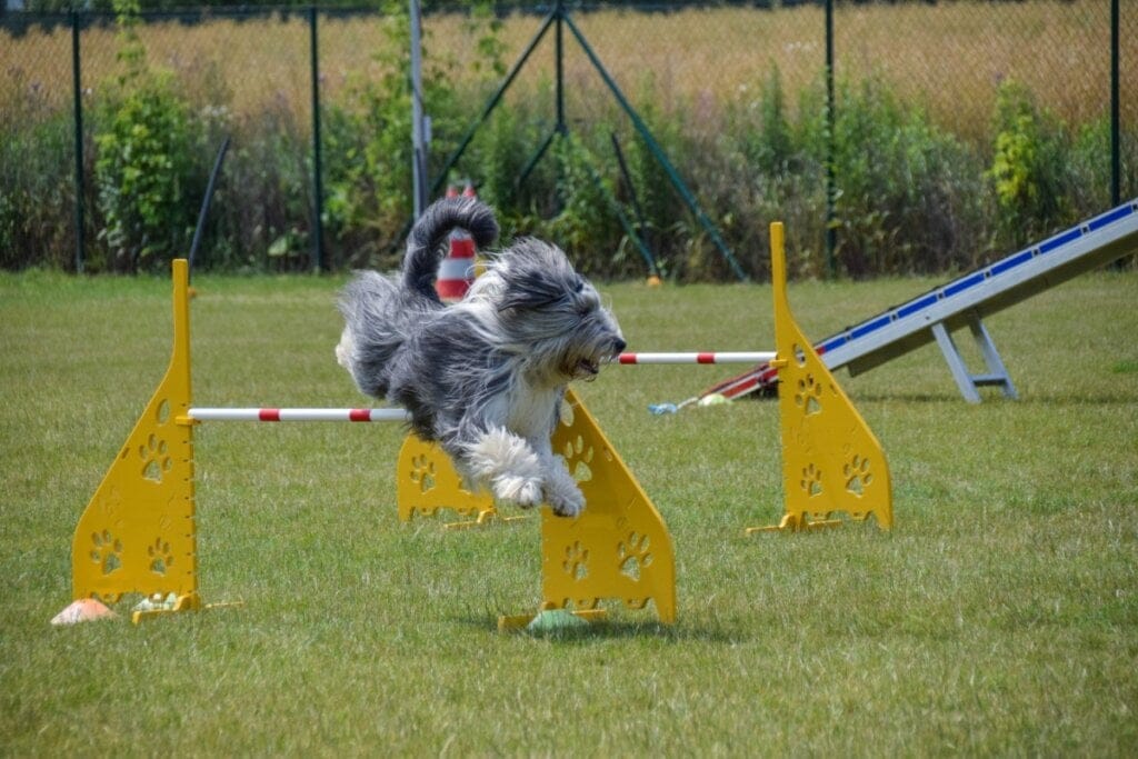 Cachorro da raça bearded collie praticando exercícios físicos ao ar-livre com obstáculos