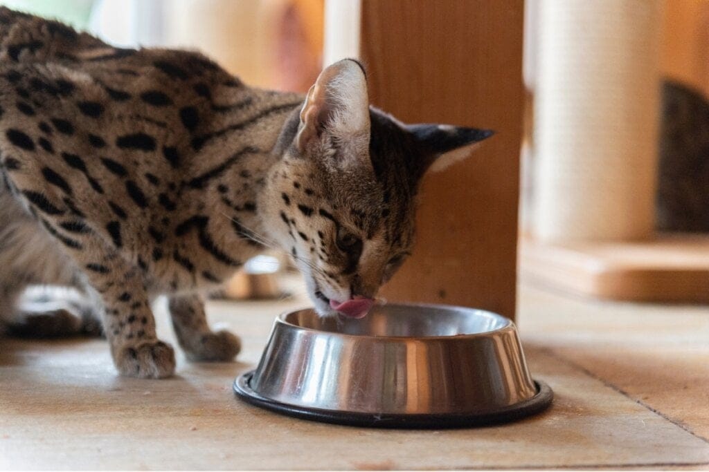 Gato da raça savannah comendo