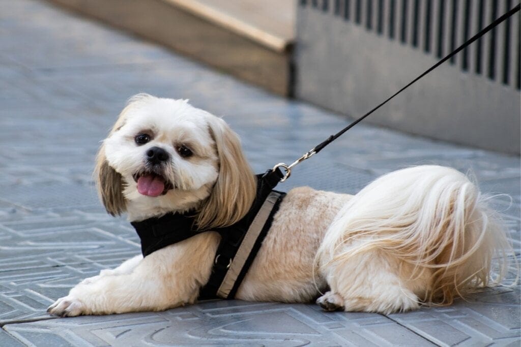 Cachorro shih tzu deitado em um asfalto usando coleira
