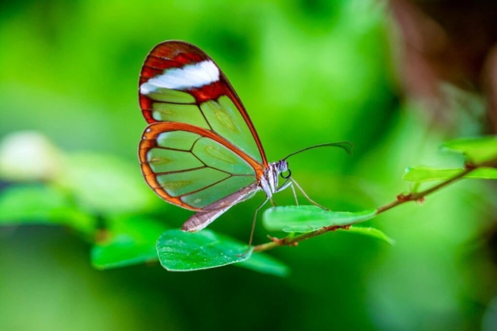 Borboleta-transparente em folha verde de planta