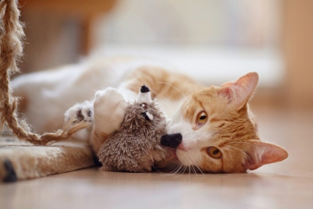 Gato deitado brincando com um brinquedo de pelúcia