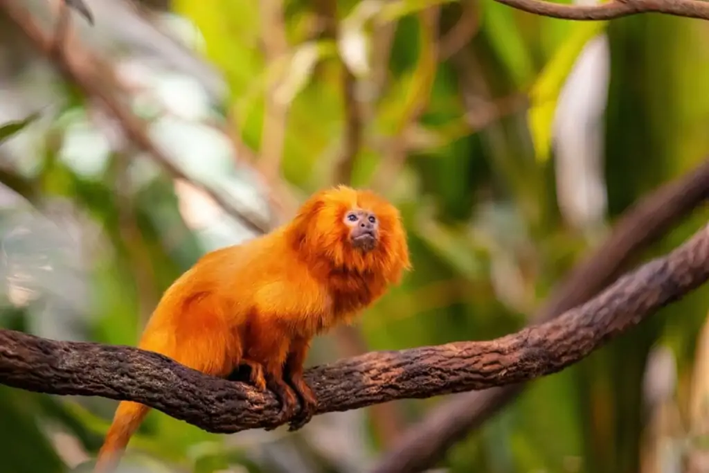 Mico-leão-dourado em cima de um galho de árvore 