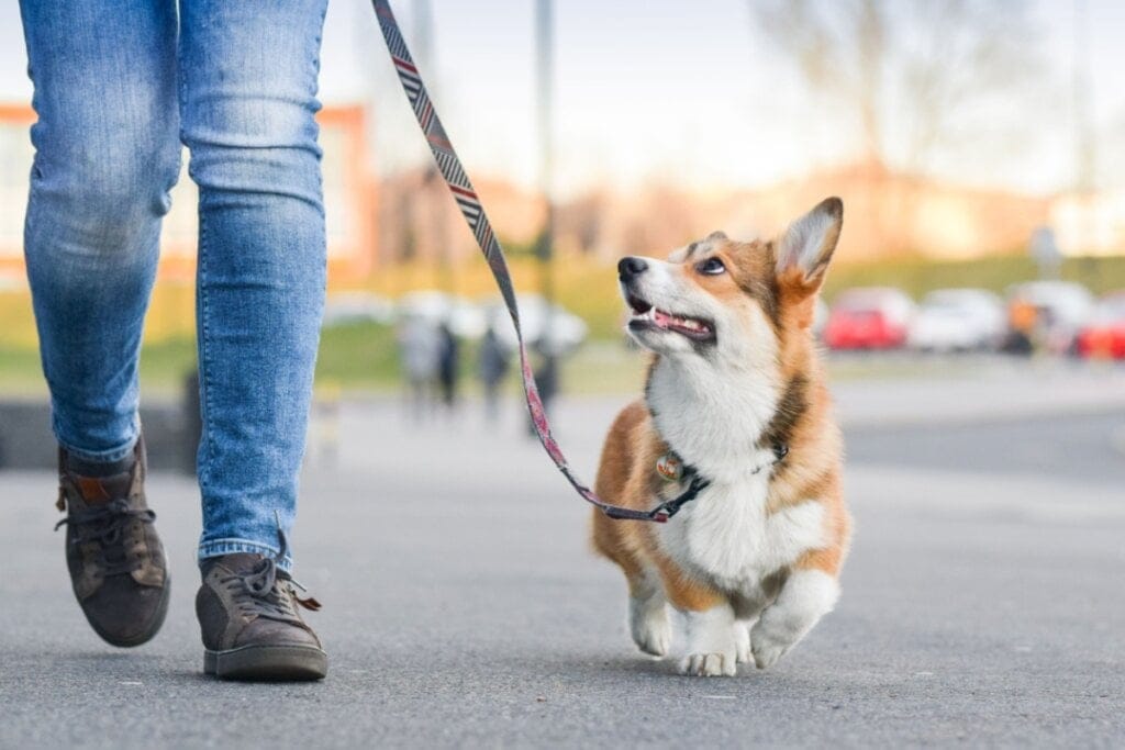 Cachorro passeando na rua com uma pessoa e usando coleira 