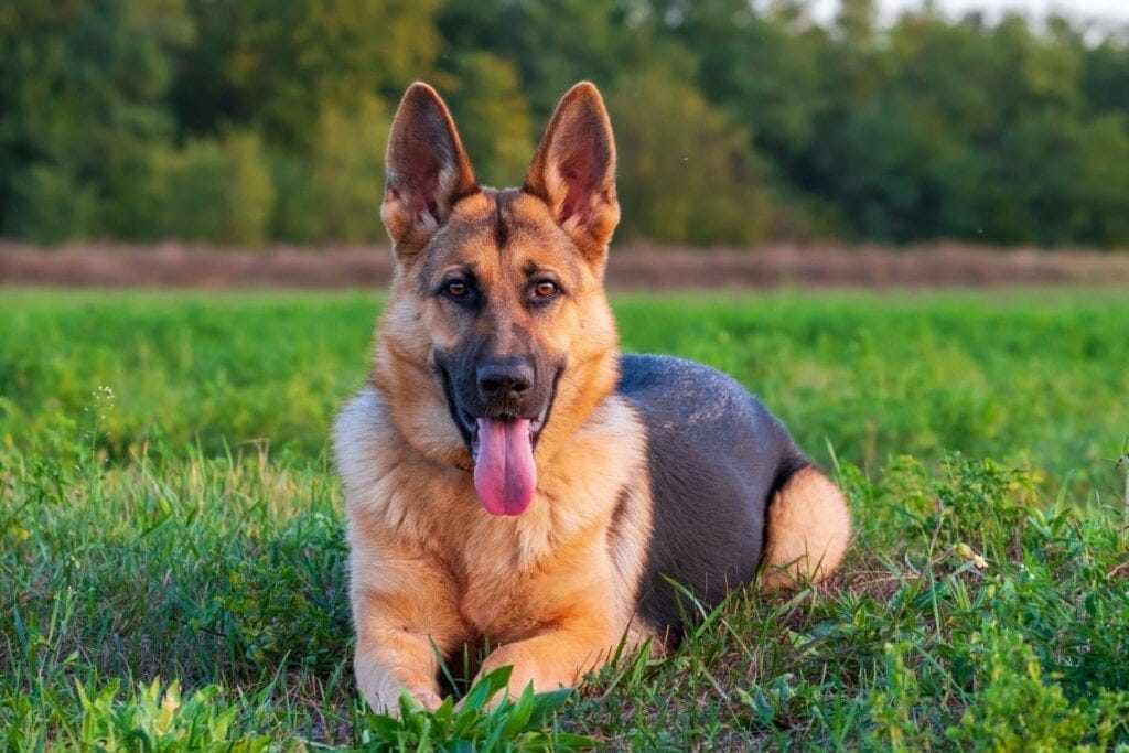 Cachorro da raça Pastor Alemão deitado em grama ao ar livre