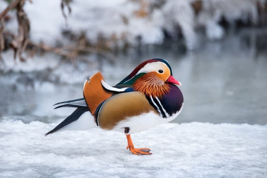 Imagem do pato-mandarim com penas em tons de branco, preto, marrom, verde e laranja. ele está em pé na neve 
