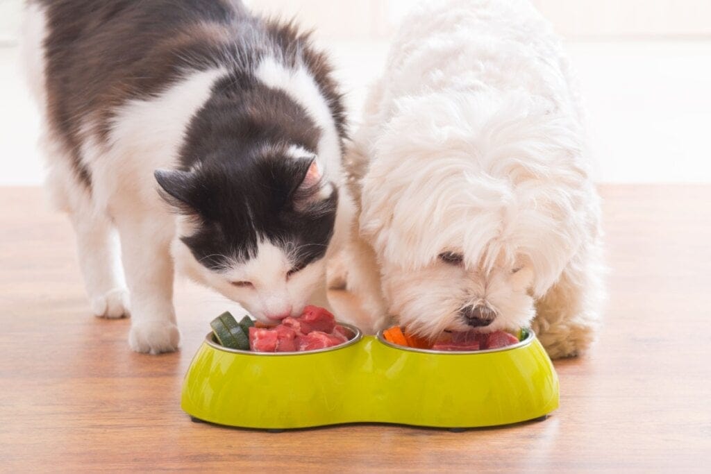 Gato e cachorro comendo comida em pote amarelo