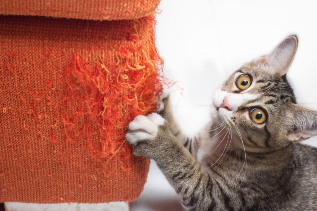Gato arranhando um sofá laranja 