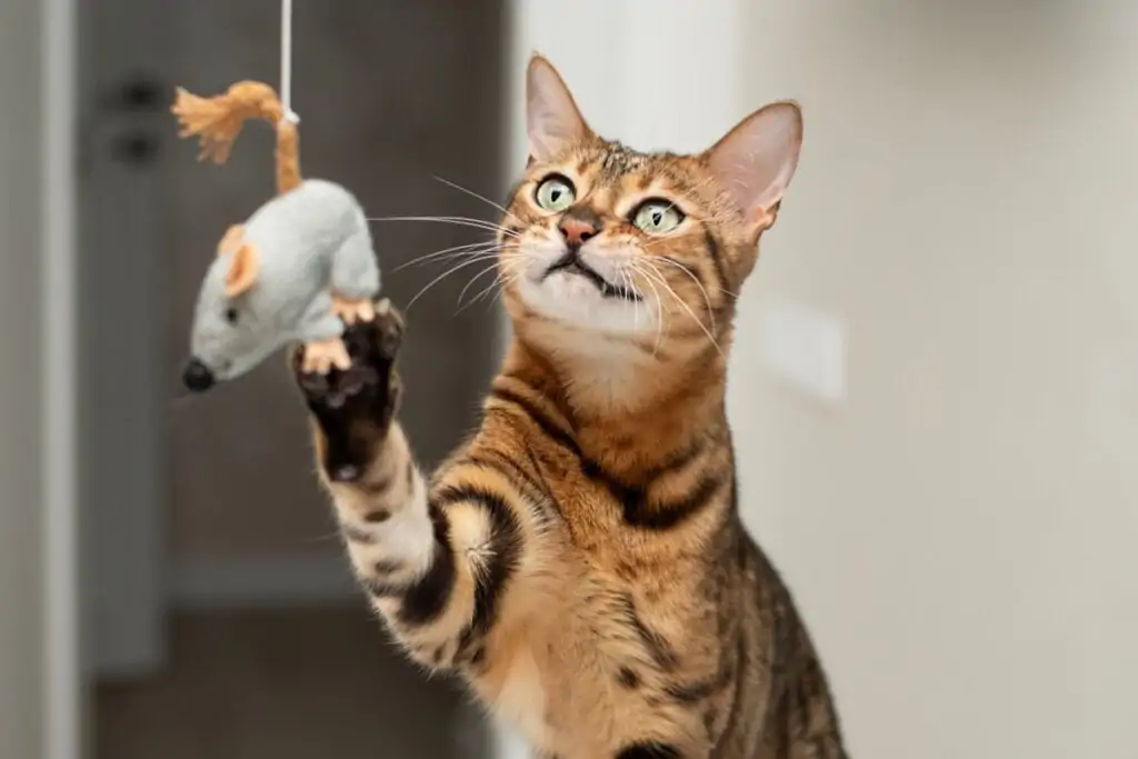 gato laranja e preto brincando com rato de pelúcia pendurado em cordão