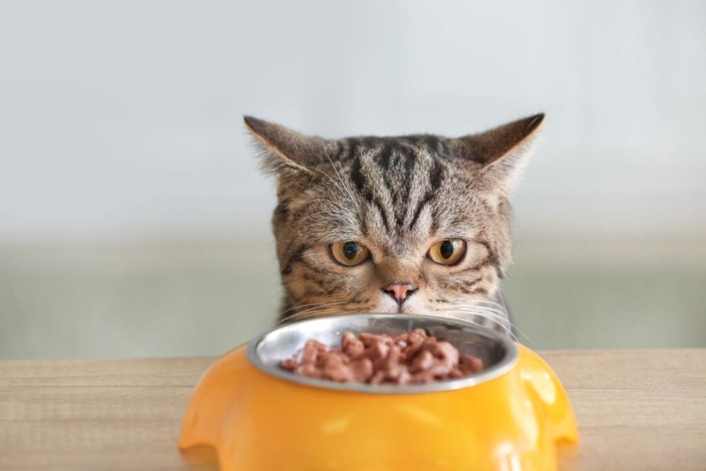 Gato atrás de vasilha com sachê