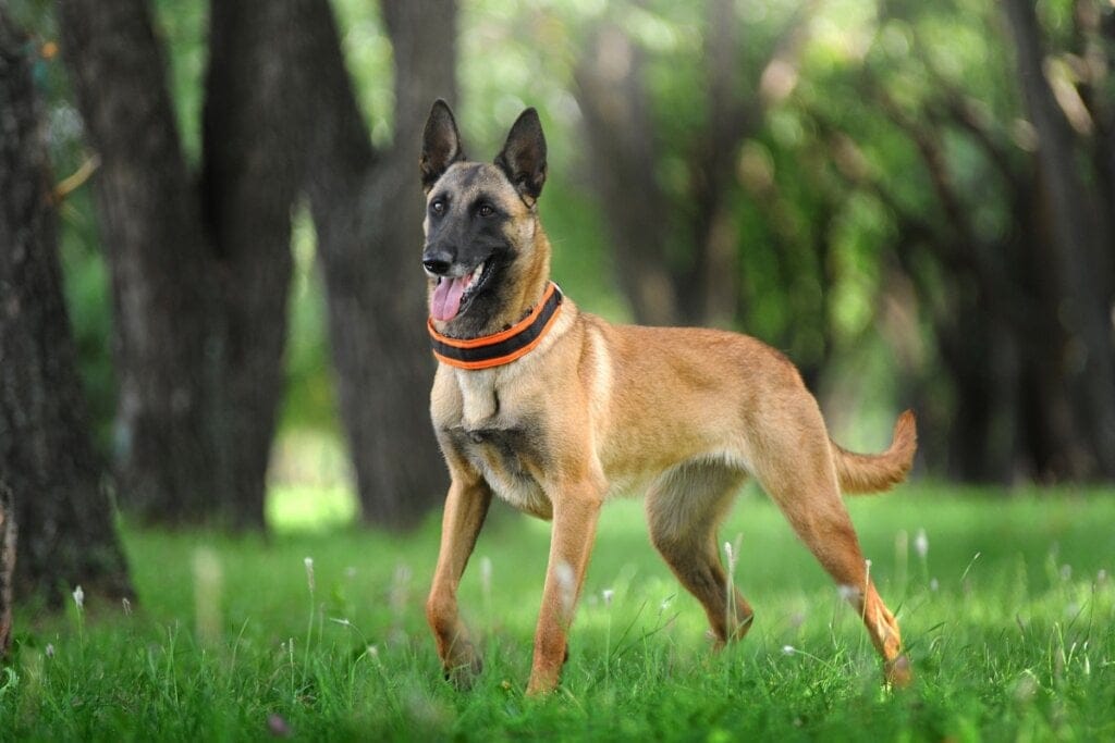 Pastor belga malinois em ambiente aberto verde