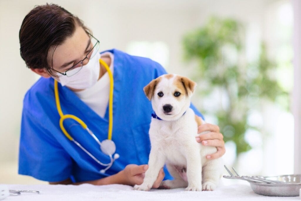 Filhote de cachorro sendo examinado por uma veterinária
