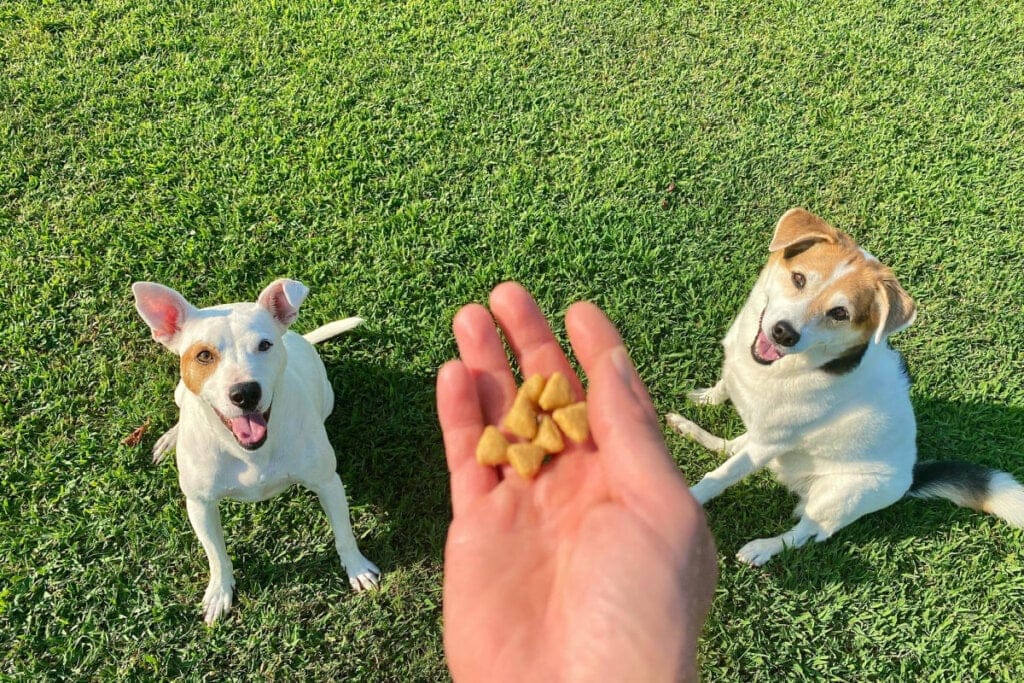 Mão humana com petiscos caninos e dois cachorros sentados na grama