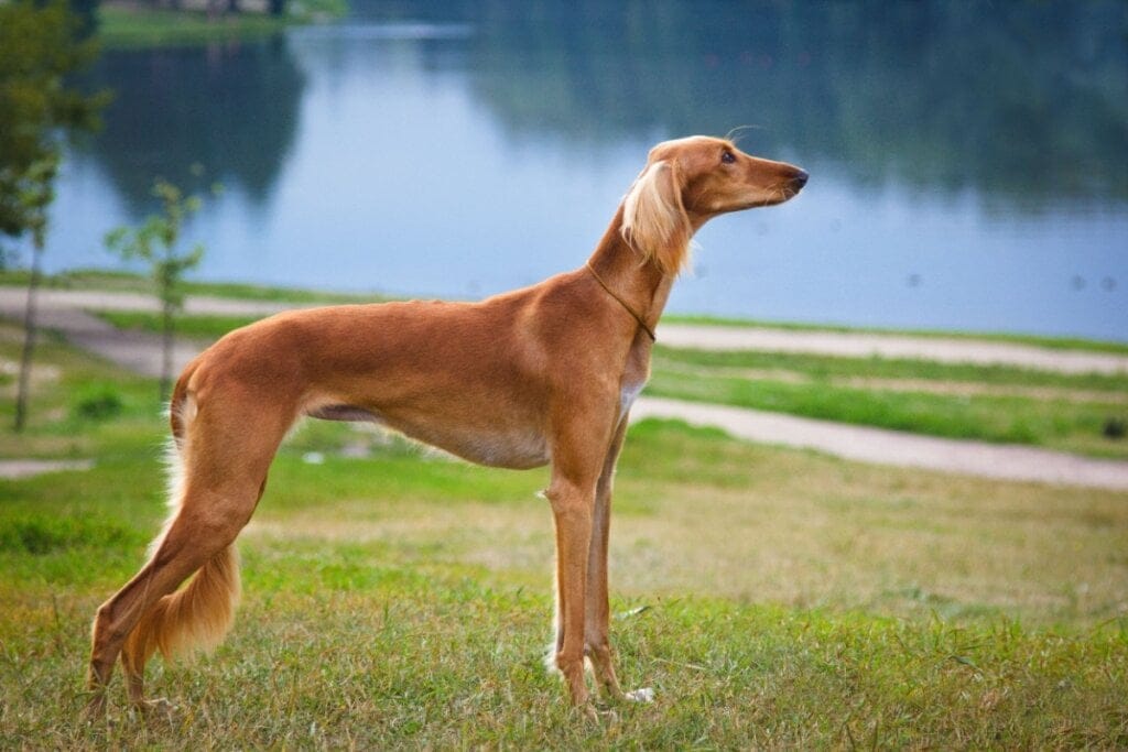 Cachorro da raça saluki de pelagem dourada próximo a um lago
