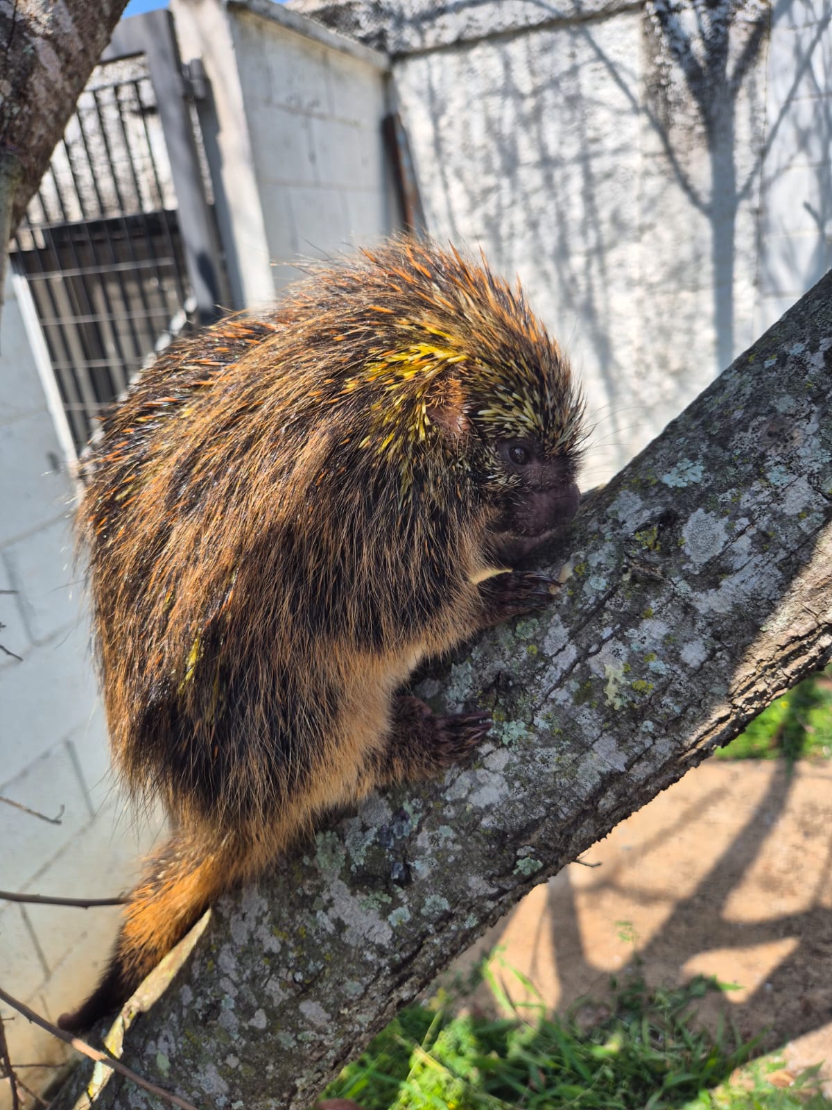 Ouriço-cacheiro é resgatado pelo Controle de Zoonoses de Mogi - O ...