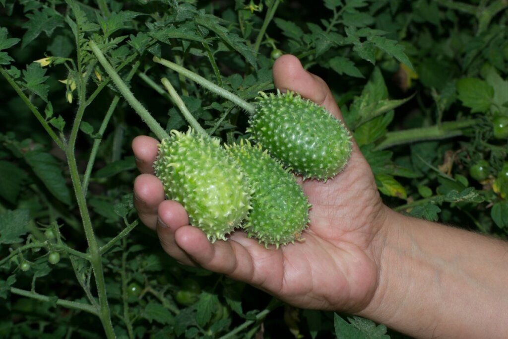 Maxixe ajuda a emagrecer? Veja 6 benefícios do vegetal e como incluir ...